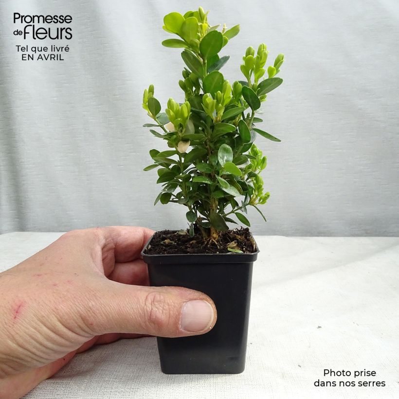 Buxus sempervirens Suffruticosa - Boxwood 8/9 cm pot sample as delivered in spring