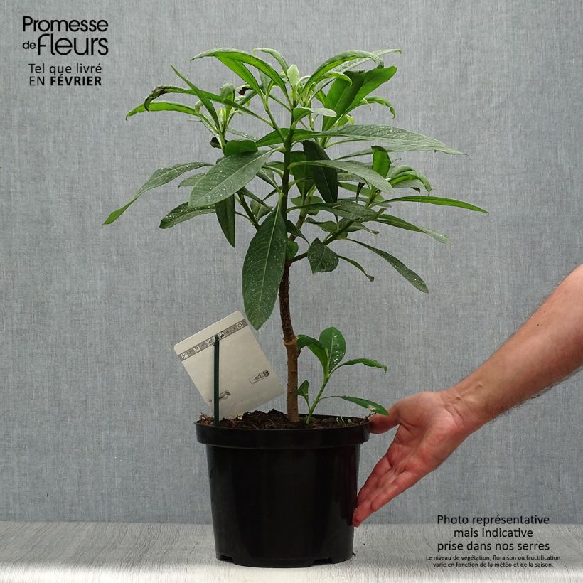 Edgeworthia chrysantha Winter Liebe - Paperbush 4L/5L pot sample as delivered in autumn