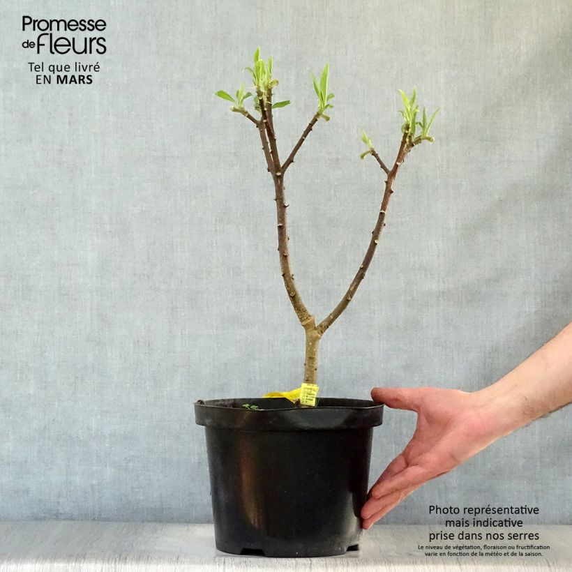 Edgeworthia chrysantha Winter Liebe - Paperbush 4L/5L pot sample as delivered in spring