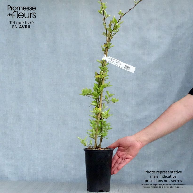 Pyracantha coccinea Saphyr Jaune - Scarlet Firethorn 2L/3L pot sample as delivered in spring