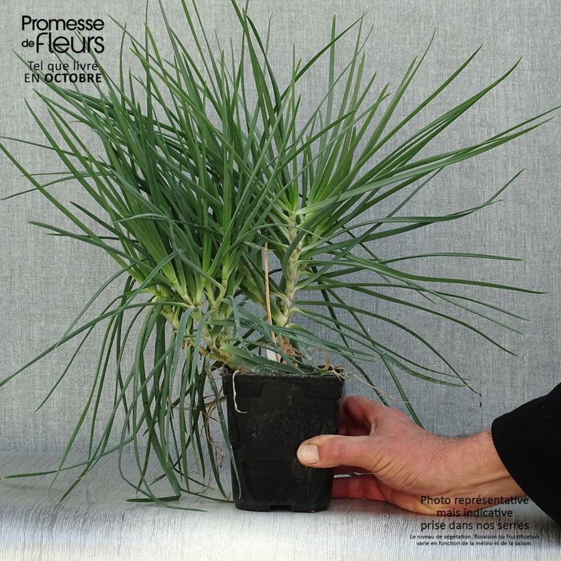 Bulbine frutescens 1L/1.5L pot sample as delivered in autumn