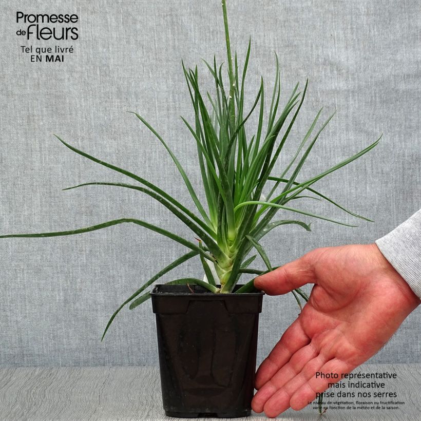 Bulbine frutescens 1L/1.5L pot sample as delivered in spring