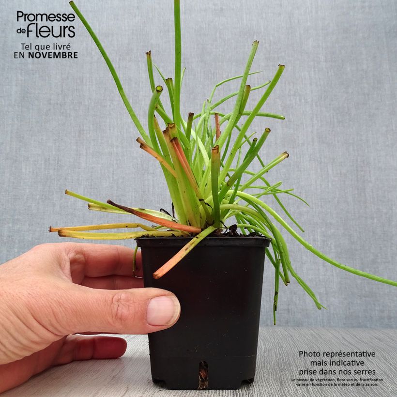 Bulbine frutescens 8/9 cm pot sample as delivered in autumn
