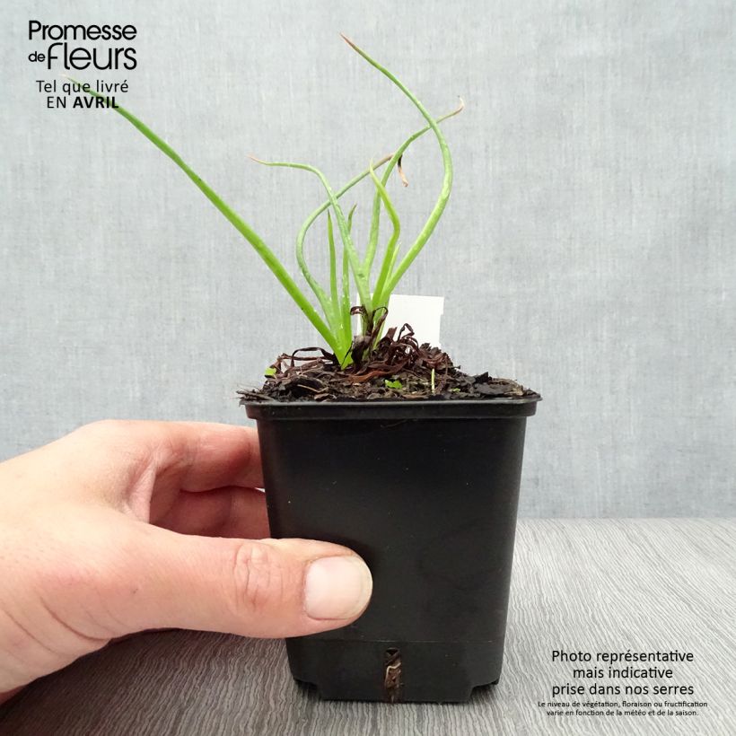 Bulbine frutescens 8/9 cm pot sample as delivered in spring