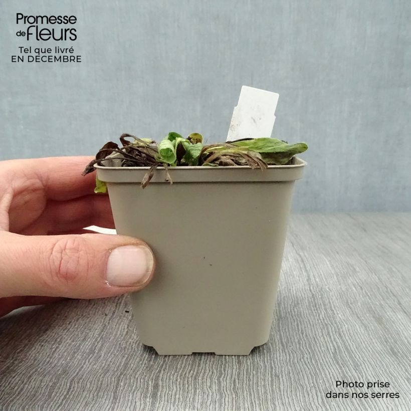 Buphthalmum salicifolium Dora 8/9 cm pot sample as delivered in winter