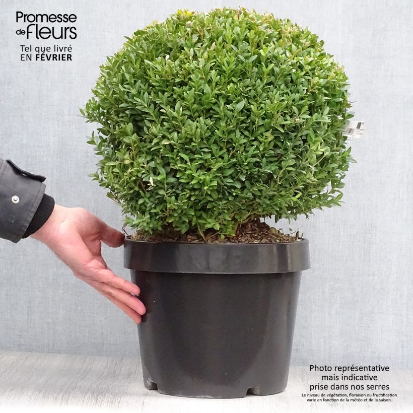 Buxus sempervirens Arborescens - Boxwood 7.5L/10L pot sample as delivered in winter