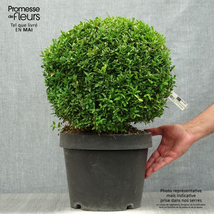Buxus sempervirens Arborescens - Boxwood 7.5L/10L pot sample as delivered in spring