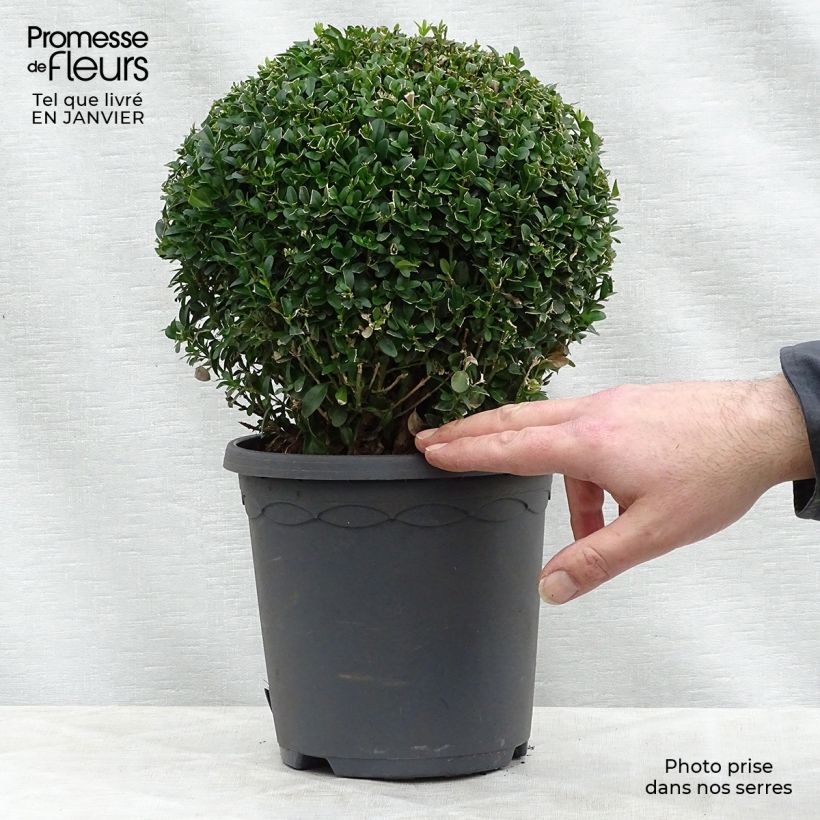 Buxus sempervirens - Boxwood 2L/3L pot sample as delivered in winter