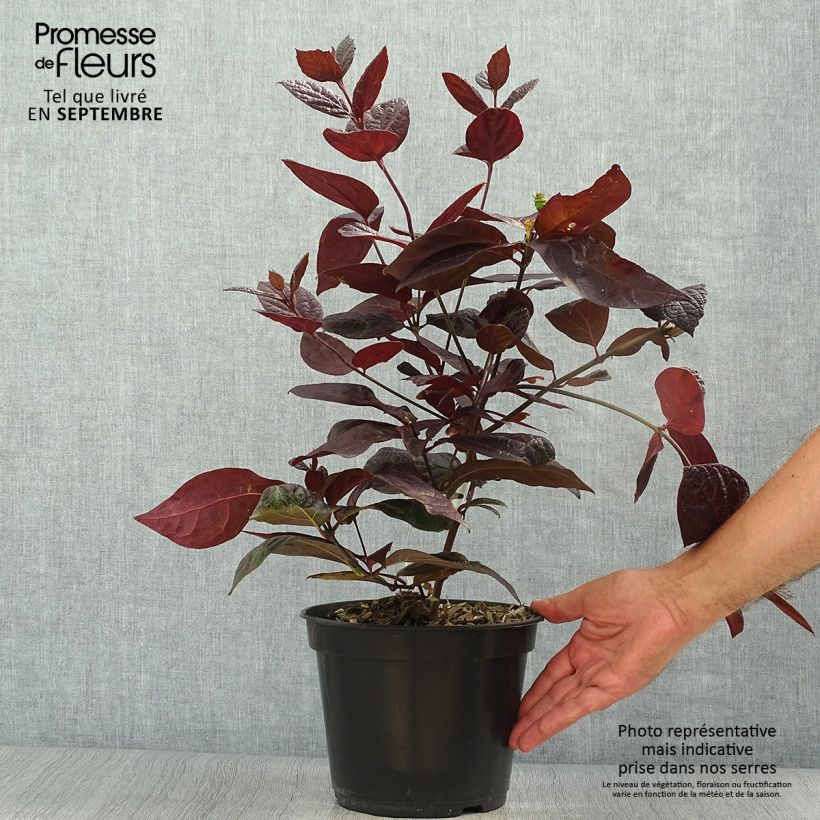 Calycanthus floridus var. purpureus Burgundy Spice- Sweetshrub 4L/5L pot sample as delivered in autumn