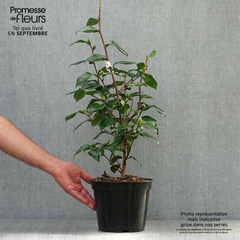Camellia japonica de Higo Fuji 4L/5L pot sample as delivered in autumn