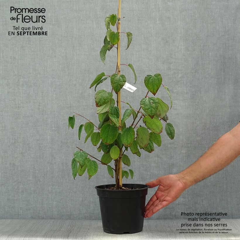 Cercidiphyllum japonicum Glowball 4L/5L pot sample as delivered in autumn
