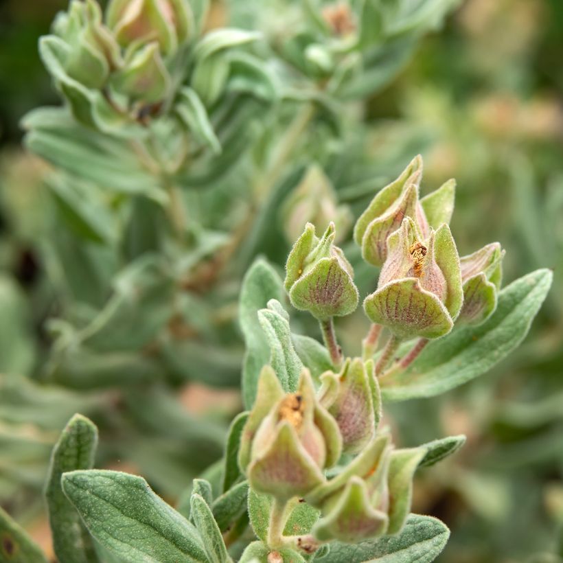 Cistus albidus (Foliage)