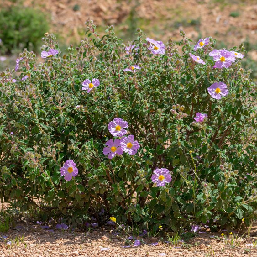 Cistus albidus (Plant habit)
