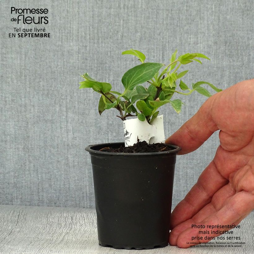 Clematis lanuginosa Nelly Moser 8/9 cm pot sample as delivered in autumn