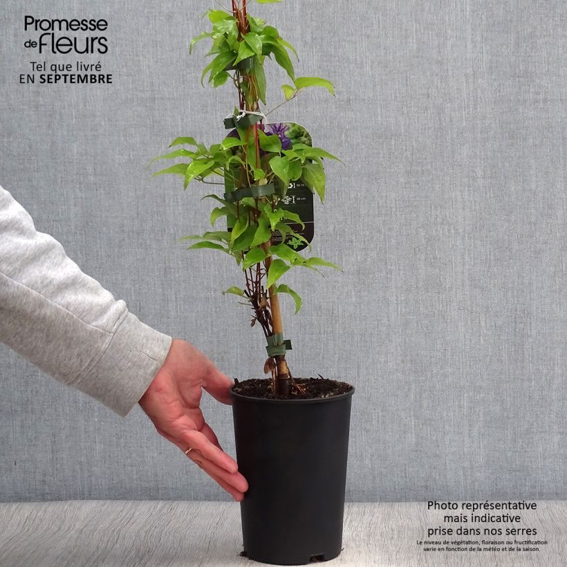 Clematis patens Viva la Vida  2L/3L pot sample as delivered in autumn