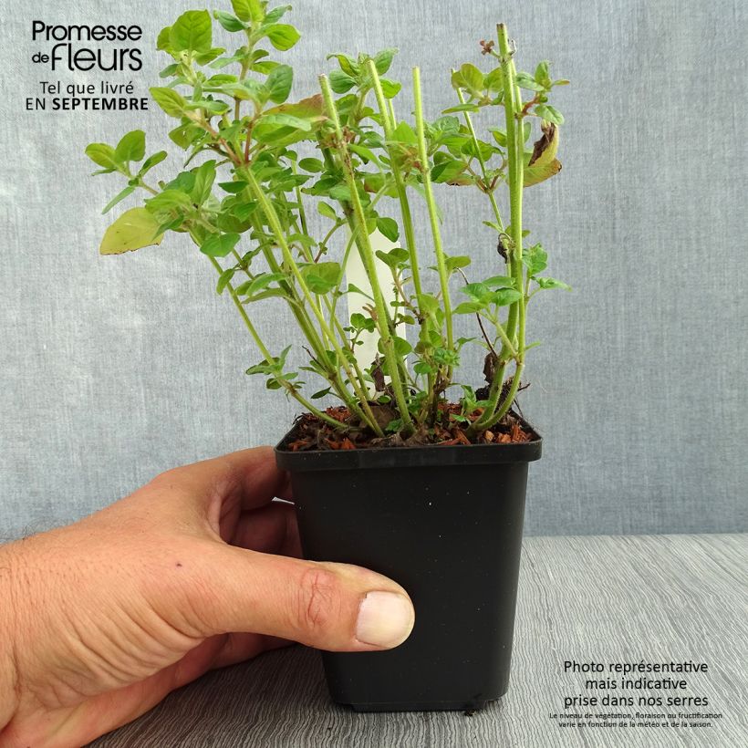 Clinopodium vulgare 8/9 cm pot sample as delivered in autumn