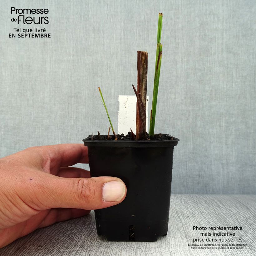 Crocosmia Lucifer - Montbretia 8/9 cm pot sample as delivered in autumn