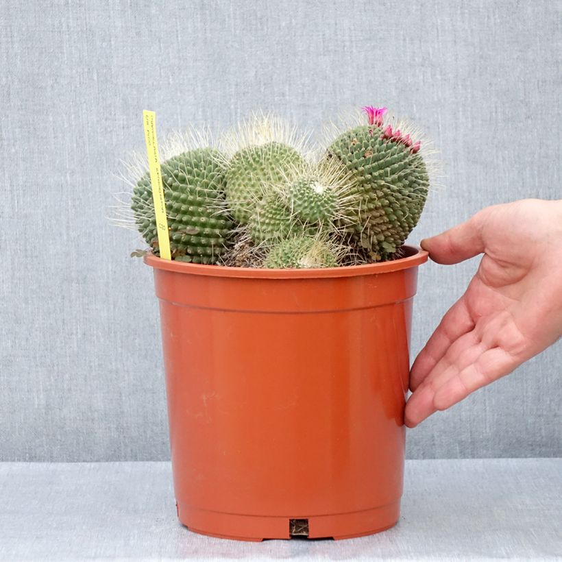 Mammillaria spinosissima Un Pico - Cactus 4L/5L pot sample as delivered in spring
