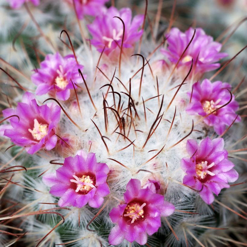 Mammillaria bombycina - Silken pincushion cactus (Flowering)