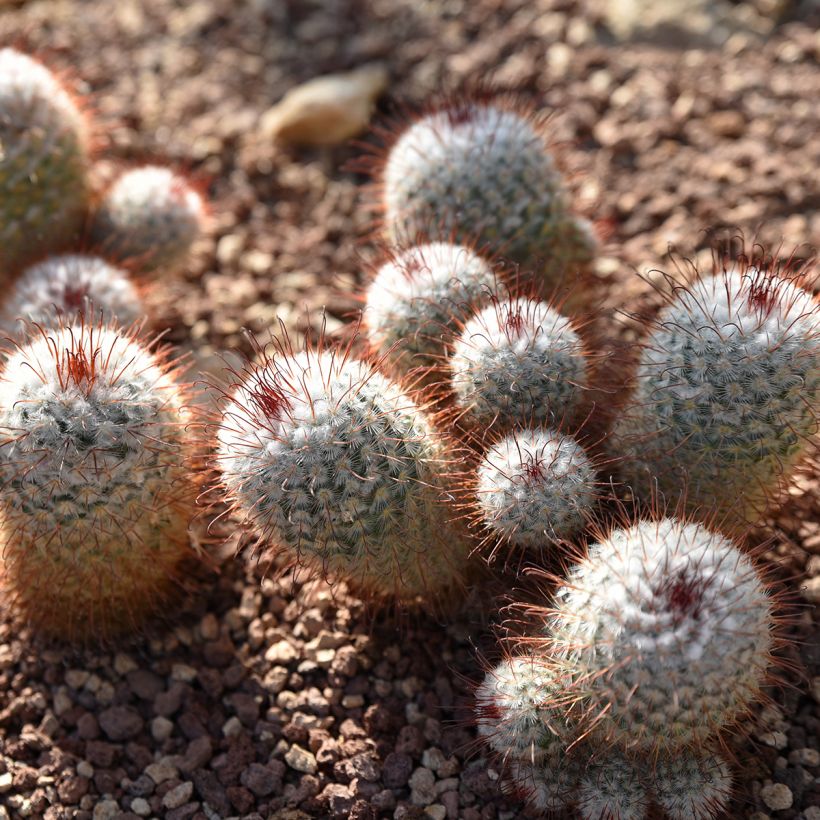 Mammillaria bombycina - Silken pincushion cactus (Plant habit)