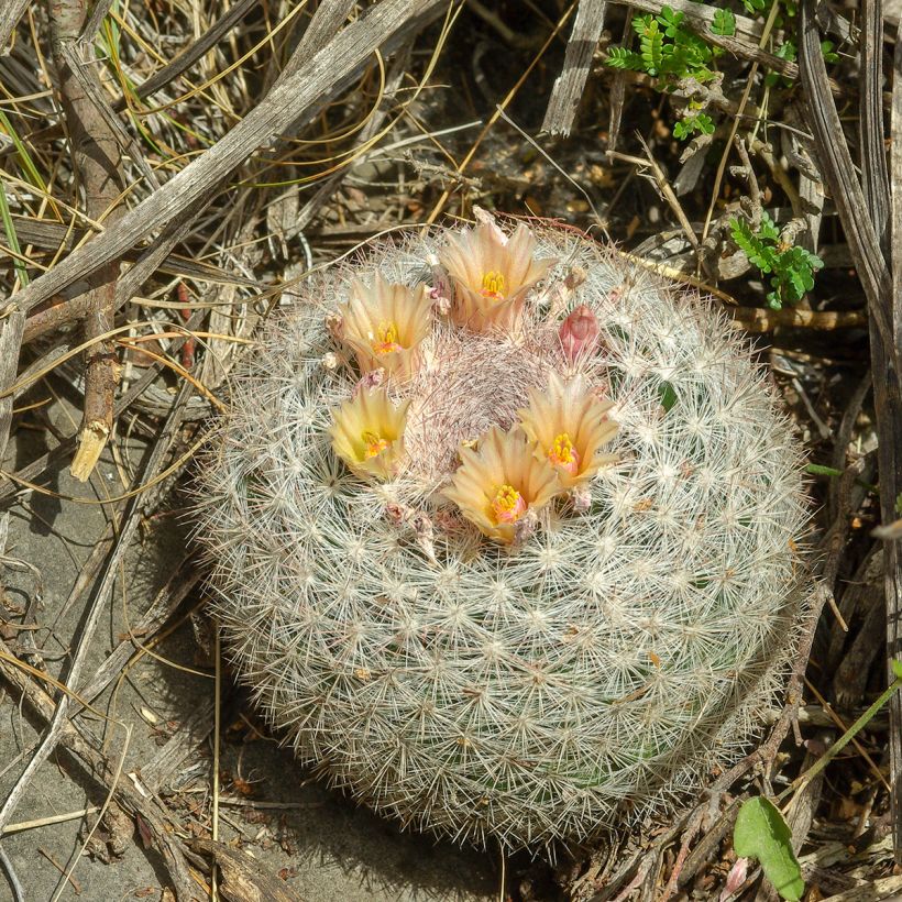 Mammillaria candida - Snowball pincusion (Plant habit)