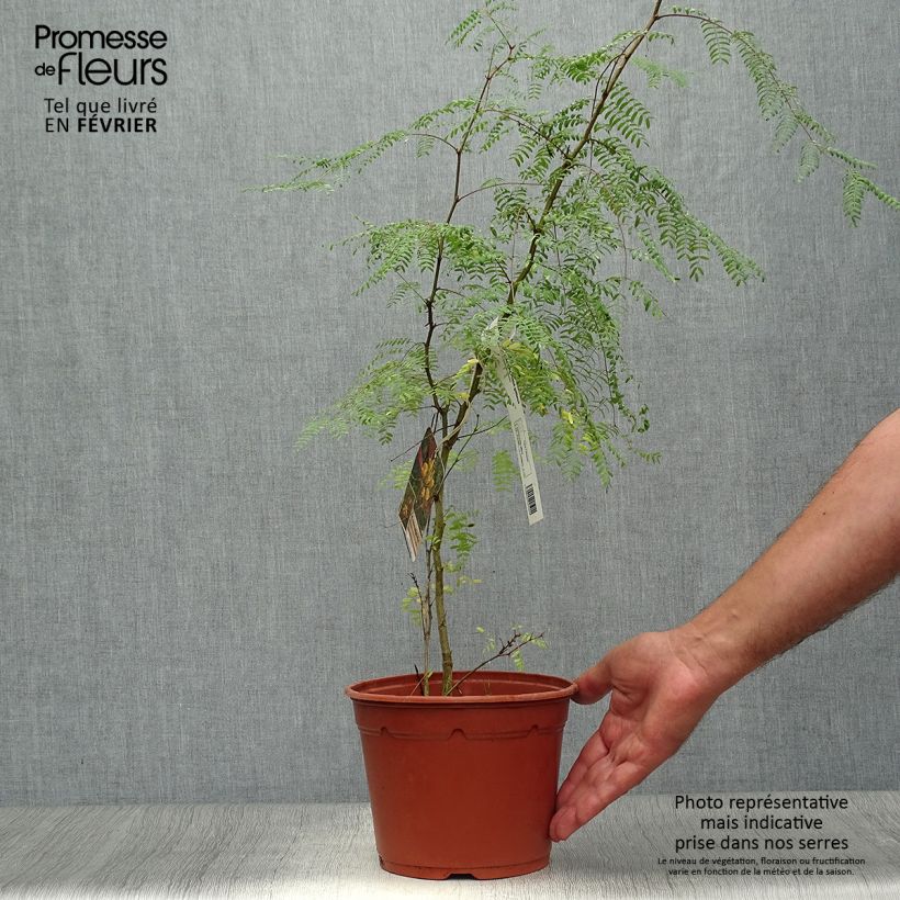 Caesalpinia gilliesii 2L/3L pot sample as delivered in autumn