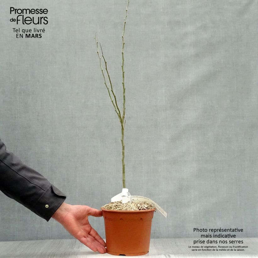 Caesalpinia gilliesii 2L/3L pot sample as delivered in spring