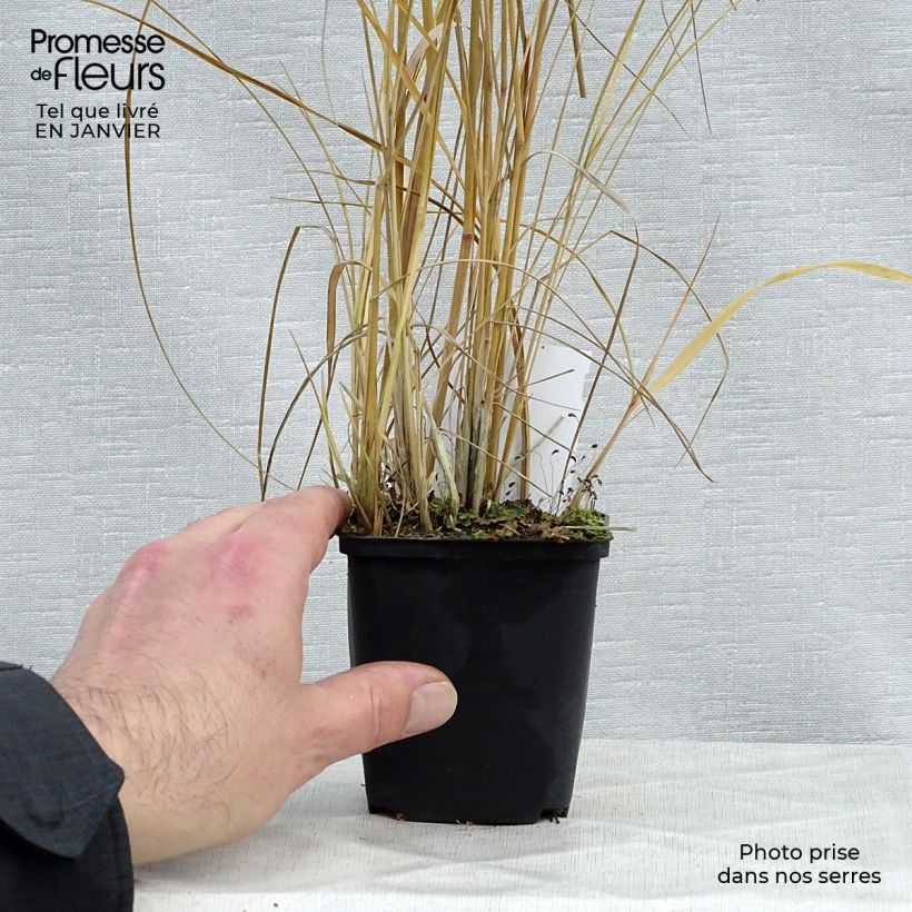 Calamagrostis acutiflora Avalanche - Feather Reed Grass 8/9 cm pot sample as delivered in winter