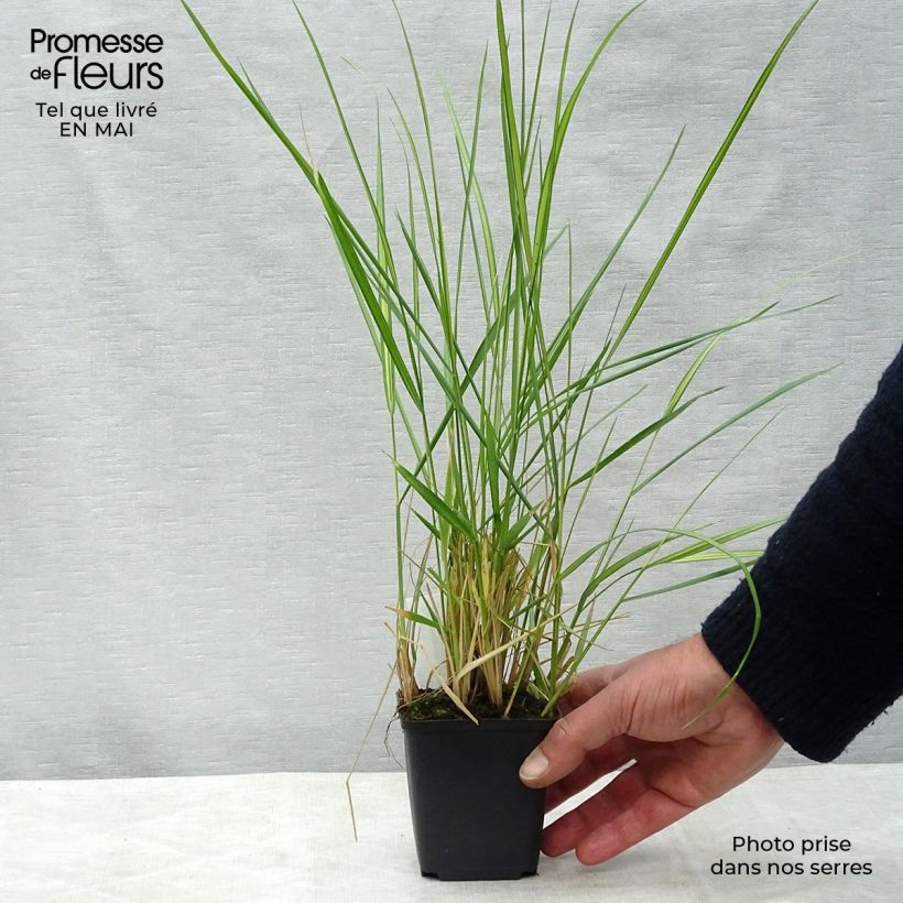 Calamagrostis acutiflora Avalanche - Feather Reed Grass 8/9 cm pot sample as delivered in spring