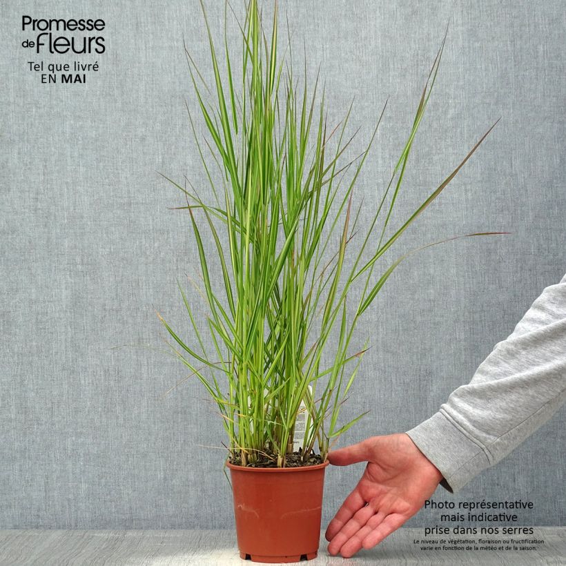 Calamagrostis acutiflora Avalanche - Feather Reed Grass 1L/1.5L pot sample as delivered in spring