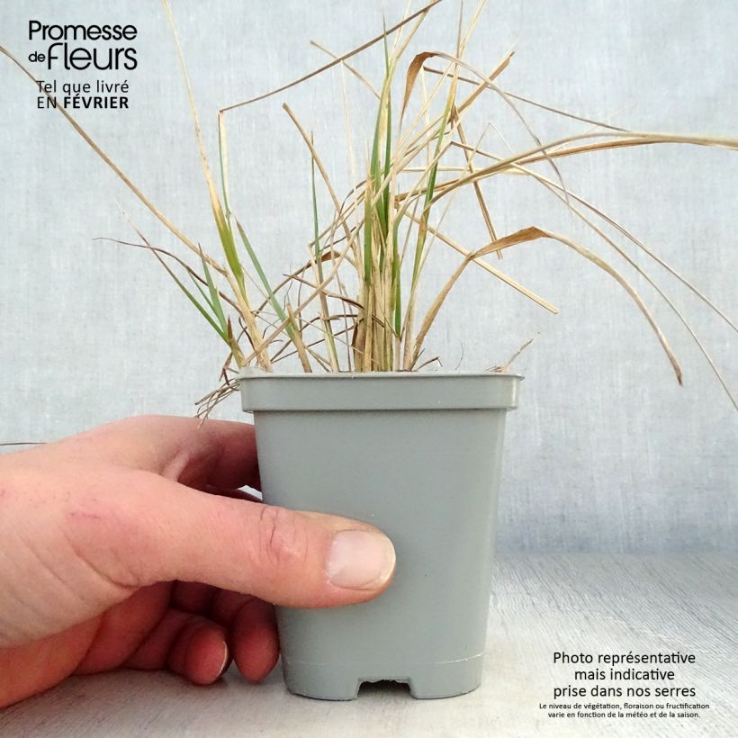 Calamagrostis acutiflora Karl Foerster - Feather Reed Grass 8/9 cm pot sample as delivered in winter