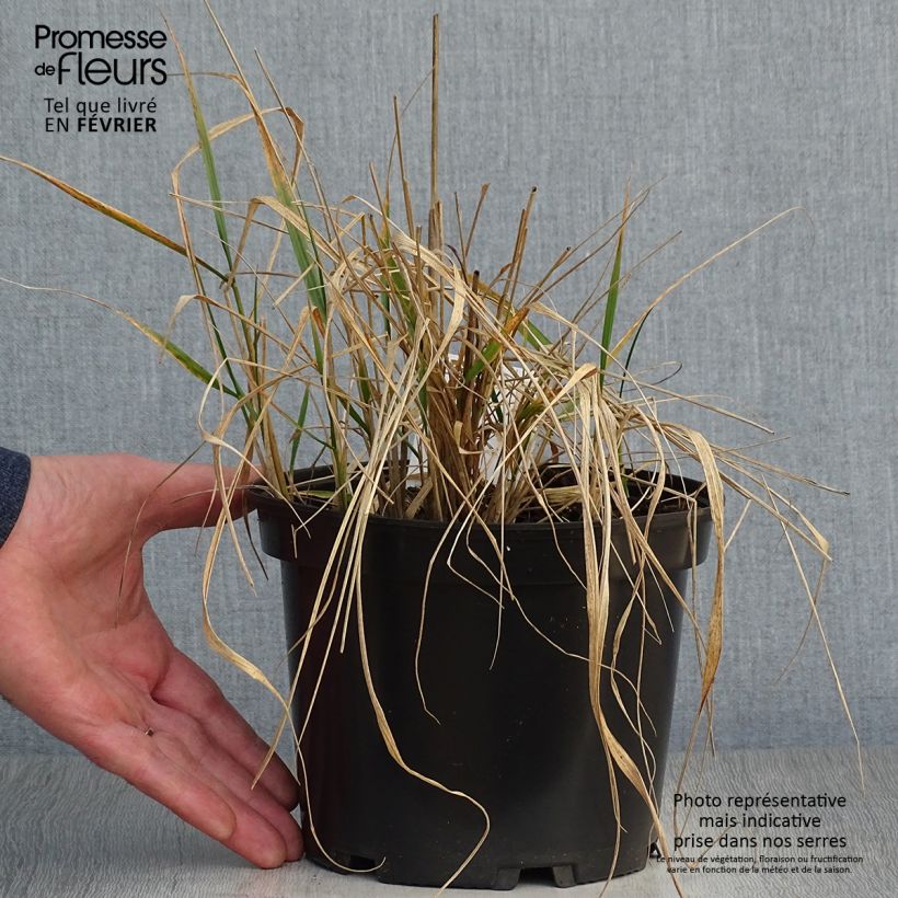 Calamagrostis acutiflora Karl Foerster - Feather Reed Grass 2L/3L pot sample as delivered in winter