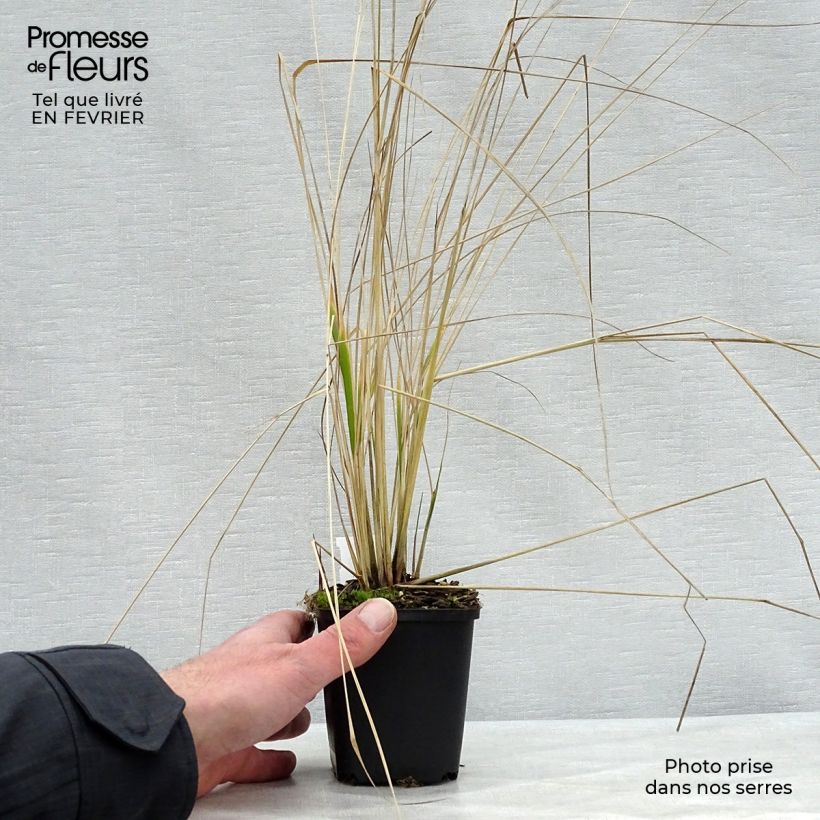 Calamagrostis acutiflora Overdam - Feather Reed Grass 8/9 cm pot sample as delivered in winter