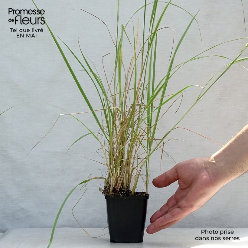 Calamagrostis acutiflora Overdam - Feather Reed Grass 8/9 cm pot sample as delivered in spring