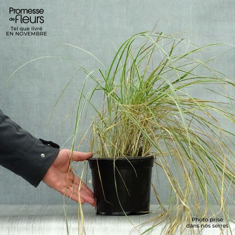 Calamagrostis acutiflora Overdam - Feather Reed Grass 2L/3L pot sample as delivered in autumn