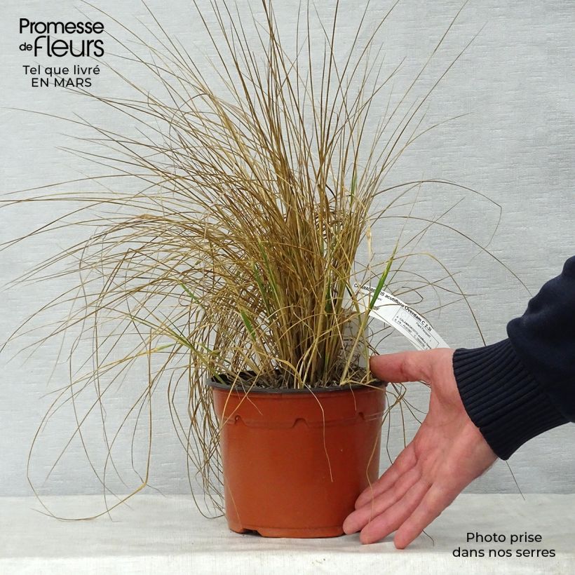 Calamagrostis acutiflora Overdam - Feather Reed Grass 2L/3L pot sample as delivered in spring