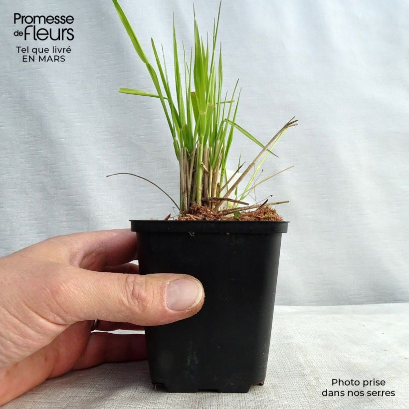 Calamagrostis acutiflora Waldenbuch - Feather Reed Grass 8/9 cm pot sample as delivered in winter