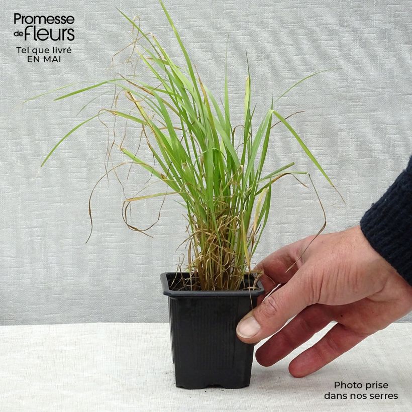 Calamagrostis brachytricha - Feather Reed Grass 8/9 cm pot sample as delivered in spring