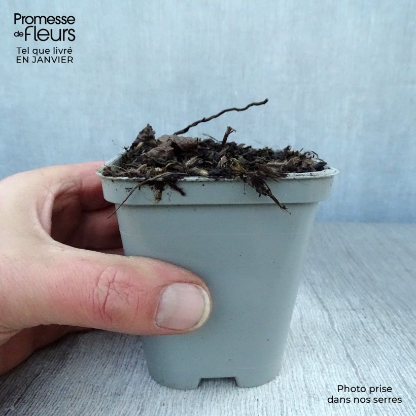 Calamintha grandiflora - Calamint 8/9 cm pot sample as delivered in winter