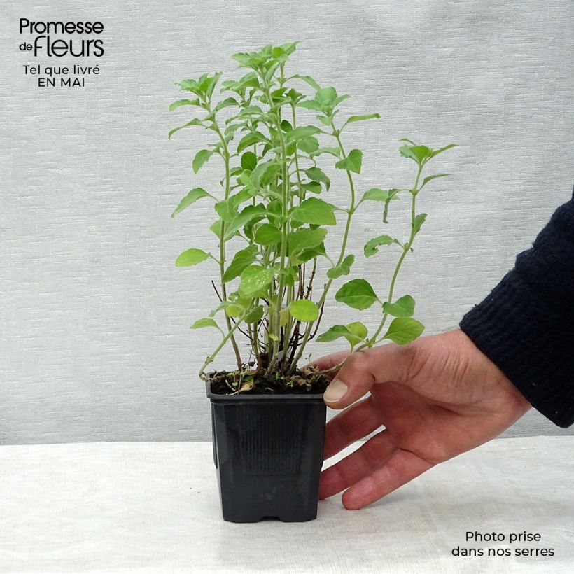 Calamintha nepeta - Calamint 8/9 cm pot sample as delivered in spring