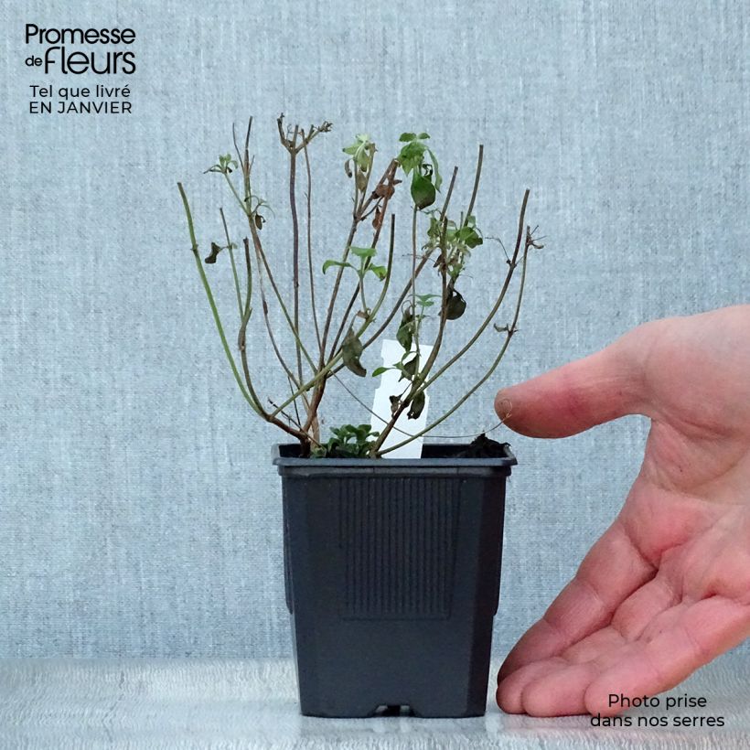 Calamintha nepeta - Calamint 8/9 cm pot sample as delivered in winter