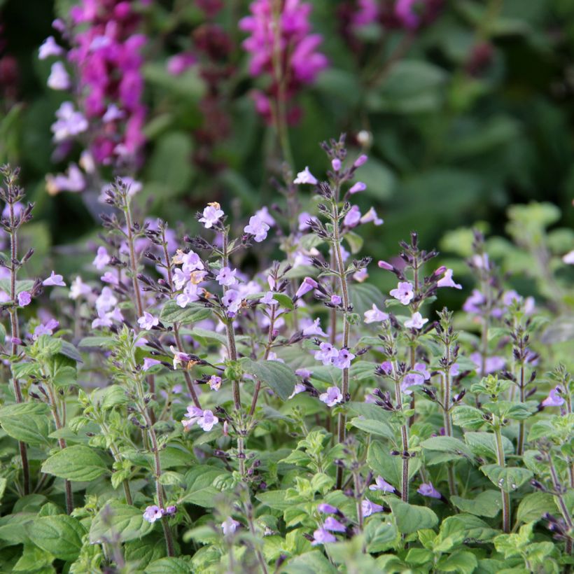 Calamintha nepeta Marvelette Blue - Lesser calamint (Flowering)