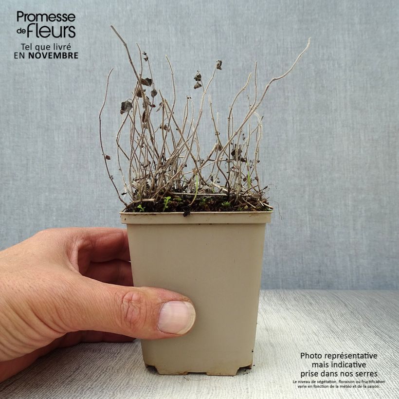 Calamintha nepeta White Cloud - Calamint 8/9 cm pot sample as delivered in autumn