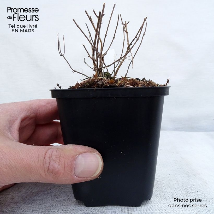 Calamintha nepeta White Cloud - Calamint 8/9 cm pot sample as delivered in winter