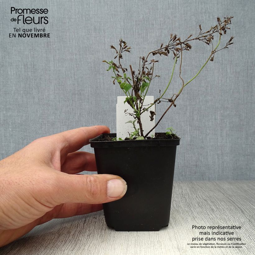 Calamintha sylvatica Menthe - Calamint 8/9 cm pot sample as delivered in autumn