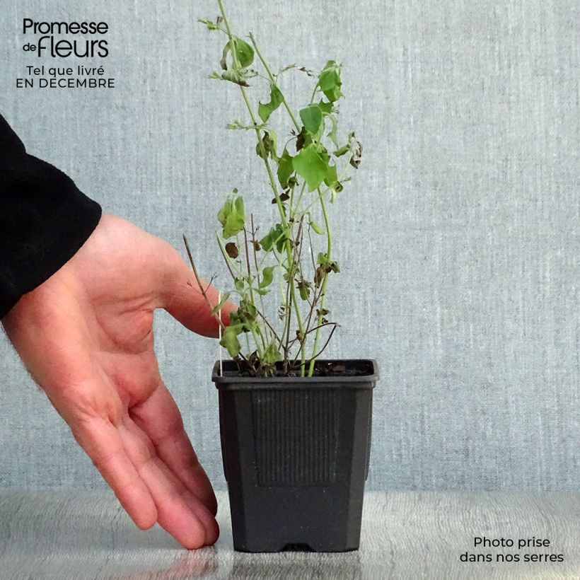 Calamintha sylvatica Menthe - Calamint 8/9 cm pot sample as delivered in winter