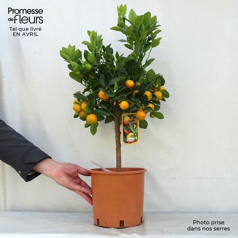 Calamondin - Citrus madurensis 4L/5L pot, Quarter standard sample as delivered in spring