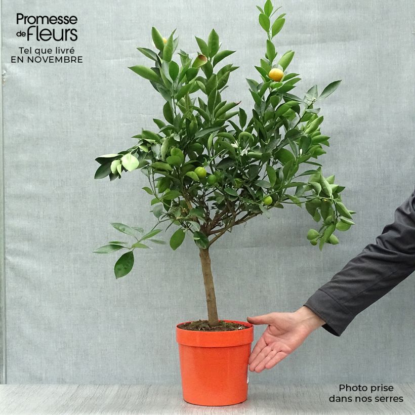 Calamondin - Citrus madurensis 4L/5L pot, Quarter standard sample as delivered in autumn