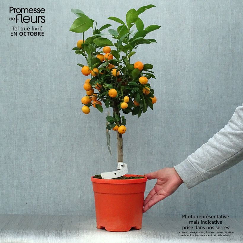 Calamondin - Citrus madurensis 6L/7L pot sample as delivered in autumn