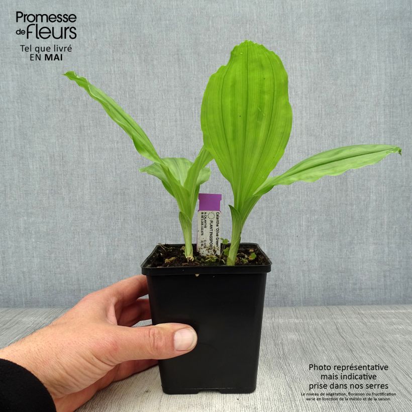 Calanthe Olive Green - Garden orchid 1.5L/2L pot sample as delivered in spring